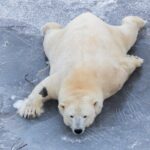 Bus to Ranua Zoo from Rovaniemi - The Details of the Tour