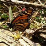 Butterfly Monarch Tour from Mexico City - Final Thoughts