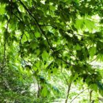 Butterfly Valley & Wine, Olive Oil, Honey Tasting Tour (Small Group) - A Closer Look at the Itinerary