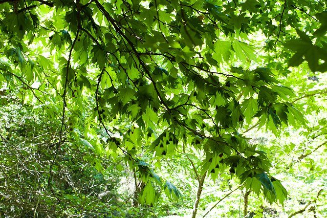 Butterfly Valley & Wine, Olive Oil, Honey Tasting Tour (Small Group) - A Closer Look at the Itinerary