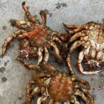 Buy, Cook & Taste-Gastronomic Tour North Portugal - Who Is This Tour Best For?