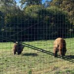 BV05-Private Hiking Tour and Bear Watching: Piatra Craiului - The Nuts and Bolts: What’s Included and What’s Not