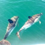 Cabanas de Tavira: Dolphin Watching Boat Tour - The Real Deal: Pros and Cons