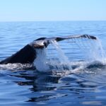 Cabo Private Whale Watching Tour - Incl FREE photos - The Value and Overall Experience