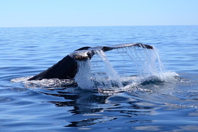 Cabo Private Whale Watching Tour - Incl FREE photos - The Value and Overall Experience