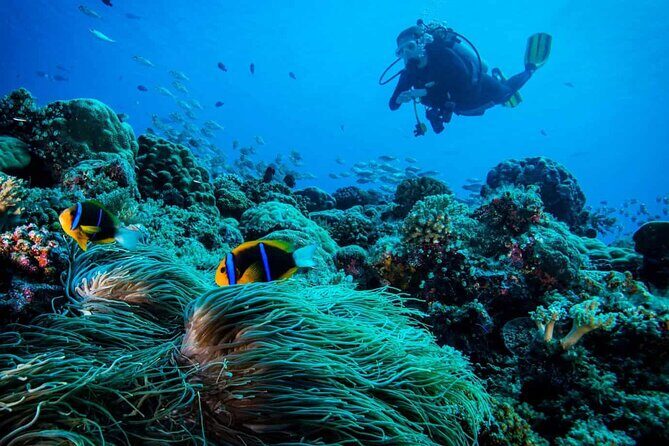 Cabo San Lucas 2 Tank Scuba Diving - What Are the Downsides?