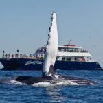 Cabo San Lucas Whale Watching Lunch Cruise - Final Thoughts