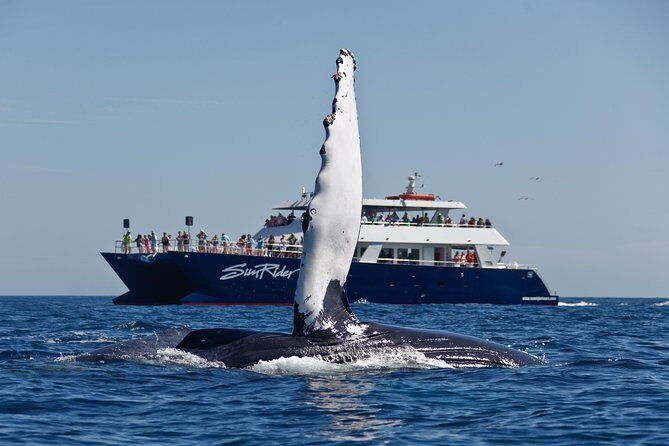 Cabo San Lucas Whale Watching Lunch Cruise - Final Thoughts
