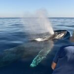 Cabo San Lucas Whale Watching Tour with Photos Included - The Group Size and Comfort