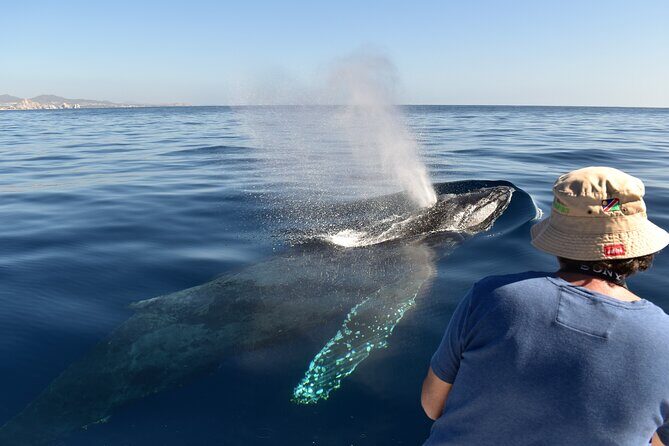 Cabo San Lucas Whale Watching Tour with Photos Included - The Group Size and Comfort