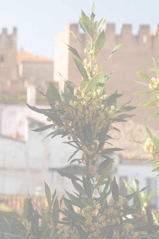 Cáceres: City Highlights Walking Tour with Local Guide - The Experience and Accessibility