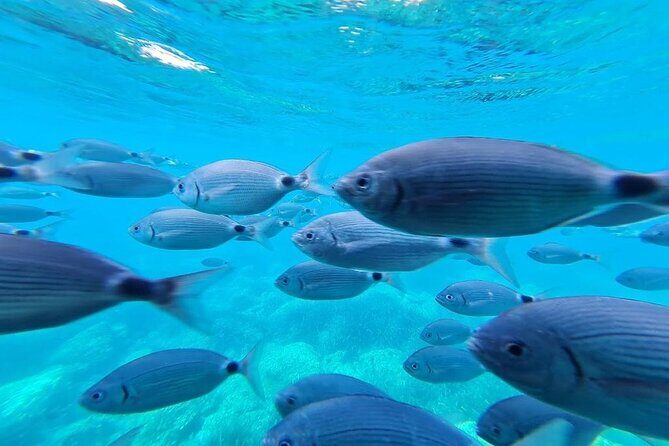 Cadaqués Tour 1 hour stop and Super Vision underwater - A Deep Dive into the Cadaqués Tour Experience