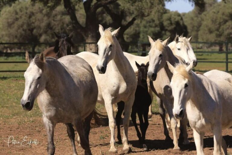 Cadiz: Andalusian Horses and Bulls Country Show - What to Expect from the Tour