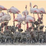 Cagliari: EcoSafari Flamingos Tour in Molentargius Park - Who Would Love This Tour?