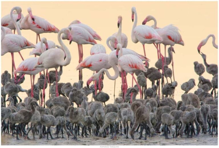 Cagliari: EcoSafari Flamingos Tour in Molentargius Park - Who Would Love This Tour?