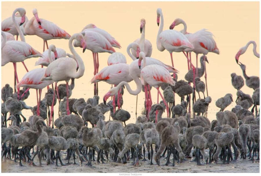 Cagliari: EcoSafari Flamingos Tour in Molentargius Park - Who Would Love This Tour?