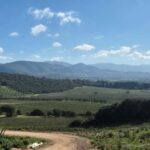 Cagliari - Guided tour of the vineyard and winery with tasting of 5 wines - Visiting the Panoramic Wine Cellar
