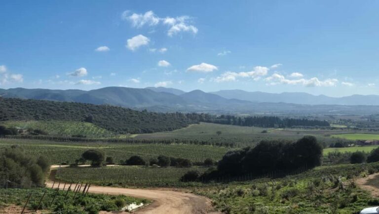 Cagliari - Guided tour of the vineyard and winery with tasting of 5 wines - Visiting the Panoramic Wine Cellar