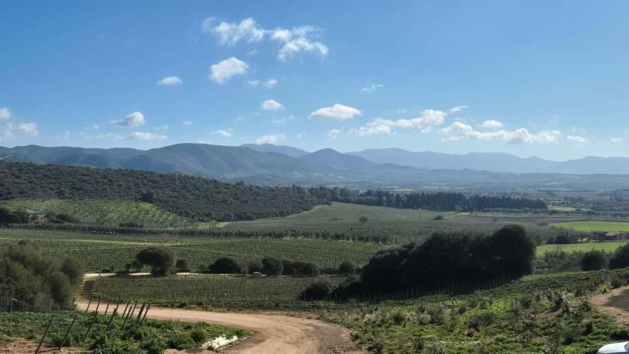 Cagliari - Guided tour of the vineyard and winery with tasting of 5 wines - Visiting the Panoramic Wine Cellar