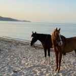 Cagliari: horseback riding with sunrise dive - The Experience of a Sunrise Ride