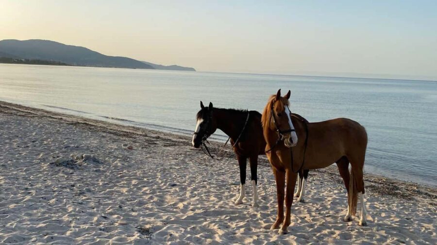 Cagliari: horseback riding with sunrise dive - The Experience of a Sunrise Ride