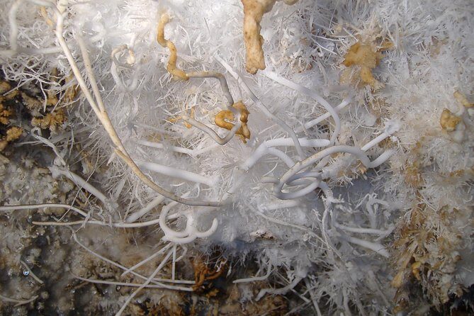 Cagliari: Is Zuddas Caves Private Experience from Chia - A Deep Dive into the Tour Experience