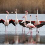 Cagliari: Molentargius Natural Park Segway Tour with Coffee - What We Think About the Experience