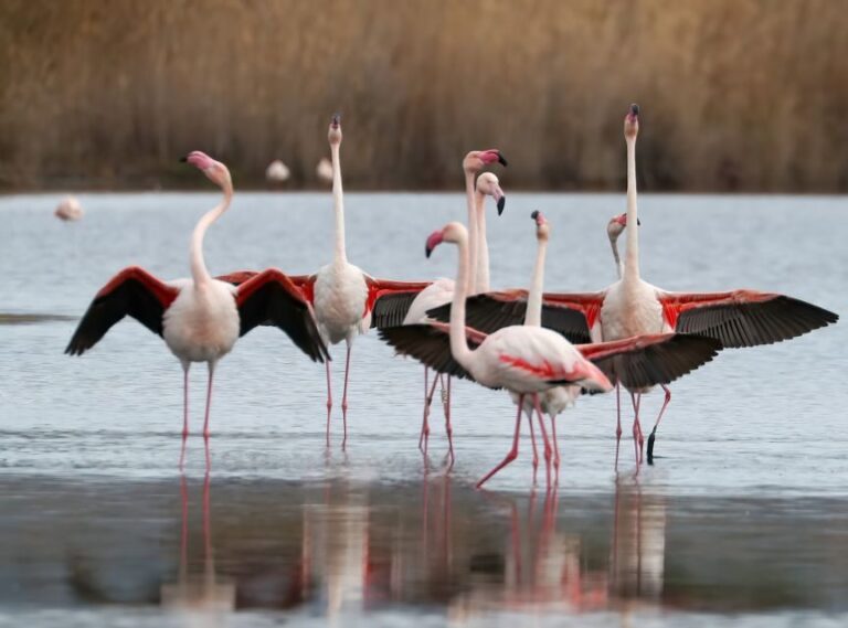 Cagliari: Molentargius Natural Park Segway Tour with Coffee - What We Think About the Experience
