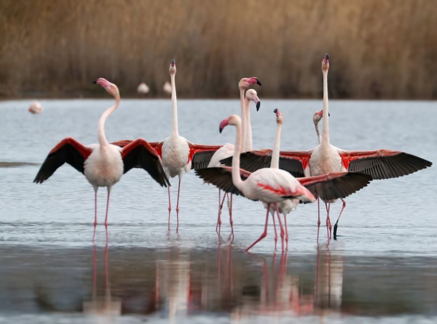 Cagliari: Molentargius Natural Park Segway Tour with Coffee - What We Think About the Experience