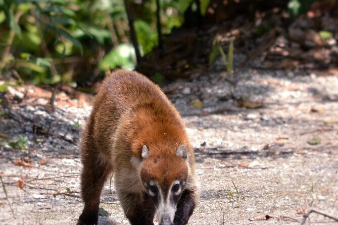 Calakmul Ancient Maya City Tour From Xpujil - FAQs