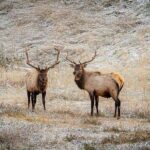 Calgary: Columbia Icefield Adventure, Skywalk and Peyto Lake Tour - Transportation and Group Size