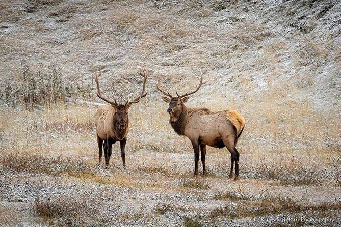 Calgary: Columbia Icefield Adventure, Skywalk and Peyto Lake Tour - Transportation and Group Size