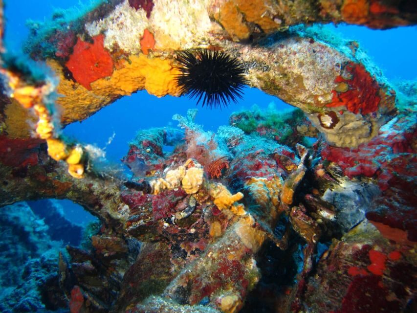 Calvi: PE20 Certificate Diving Lessons with Instructor - The Practical Details