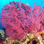 Calvi: Pointe de la Revellata Snorkeling Boat Tour - The Snorkeling Experience