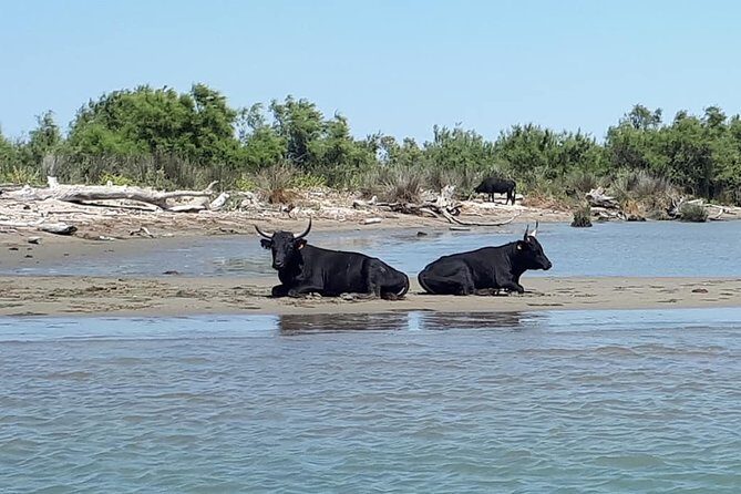 Camargue 4x4 Safari 2h + Picnic + Kayak - What the Reviews Say