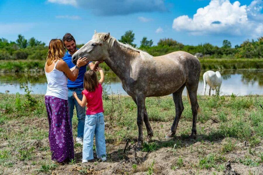 Camargue: Electric Safari with Guide - The Downsides