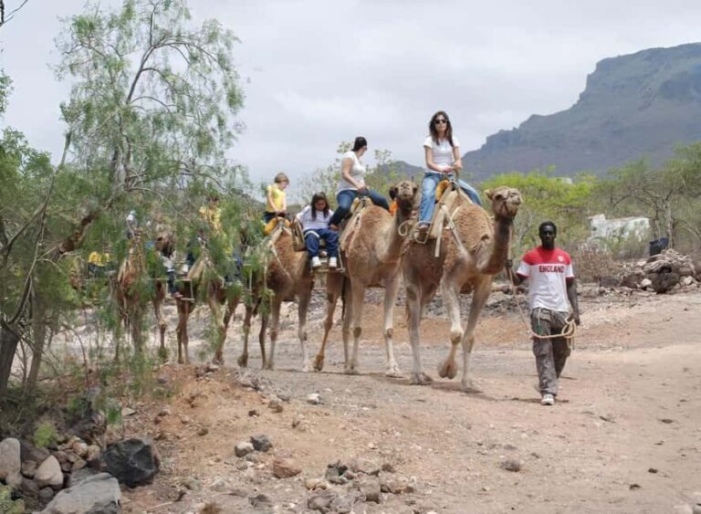 Camel Experience - The Downsides