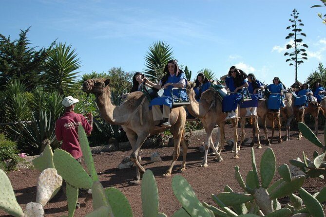Camel Riding Tour at El Tanque, Tenerife - Value for Money and Practical Considerations