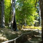 Camigliatello: Tour to the Giants Reserve & Wine Tasting - The Giants of Sila: Why They Matter