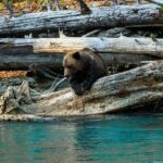 Campbell River: Grizzly Bear Expedition with Lunch - Final Thoughts