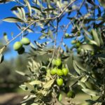Campobello di Mazara: Bella Giornata Tour and Tasting - Exploring the Heart of Sicily’s Olive Production
