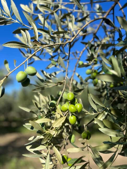 Campobello di Mazara: Bella Giornata Tour and Tasting - Exploring the Heart of Sicily’s Olive Production