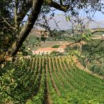 Camporeale: Sallier de La Tour Wine Discovery Tour - What You’ll Actually Get for $71
