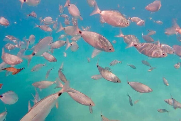 Can Picafort: 3h Private Boat  Caves & Snorkeling - Who This Tour Is Perfect For