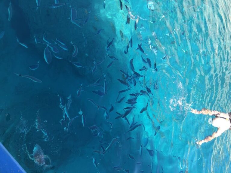 Can Picafort: Dolphin Watching Boat Tour, Swimming stop - Practical Details: What You Need to Know