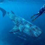 Cancun Whale Shark Encounter - A Final Word