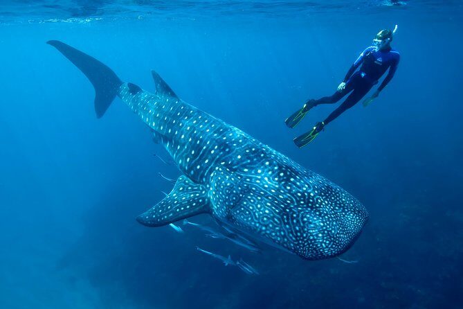 Cancun Whale Shark Encounter - A Final Word
