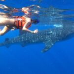 Cancun Whale Shark Experience with Snorkel & Transportation - How the Reviews Reflect the Tour