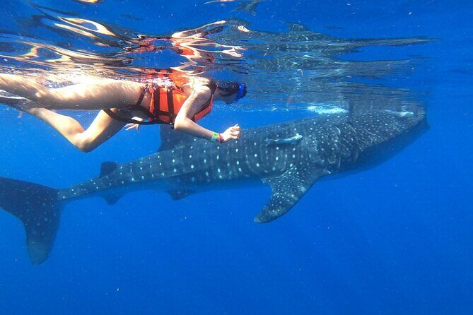 Cancun Whale Shark Experience with Snorkel & Transportation - How the Reviews Reflect the Tour