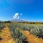 Cantaritos and Tequila Factory Tour - What’s Included and What’s Not